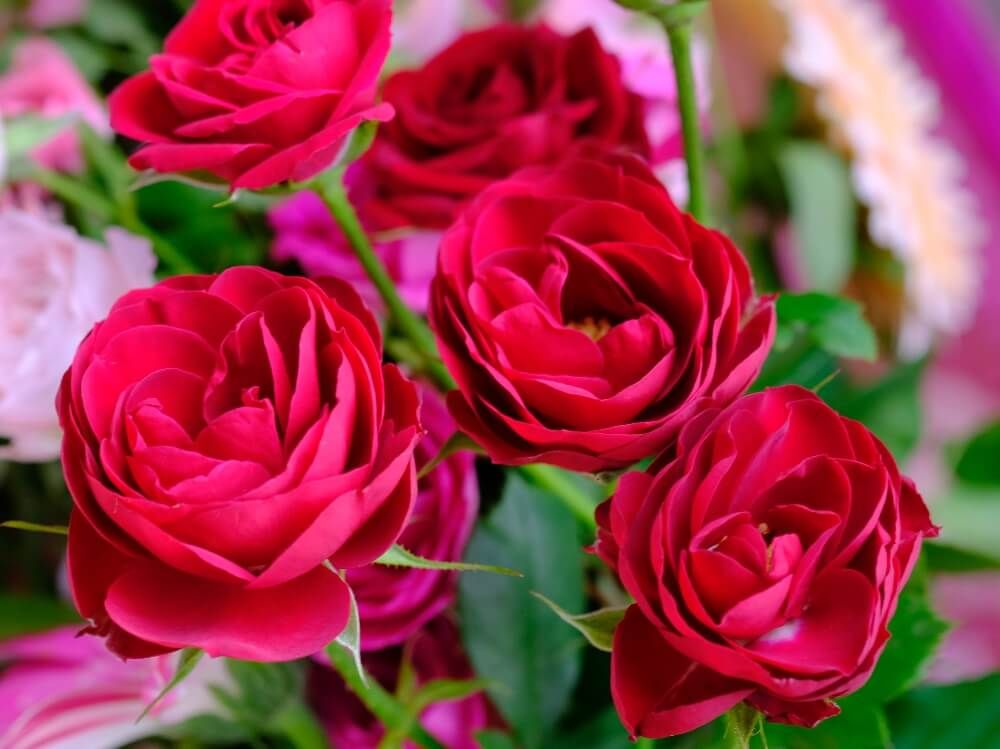 薔薇　バラ　縁起のいい植物