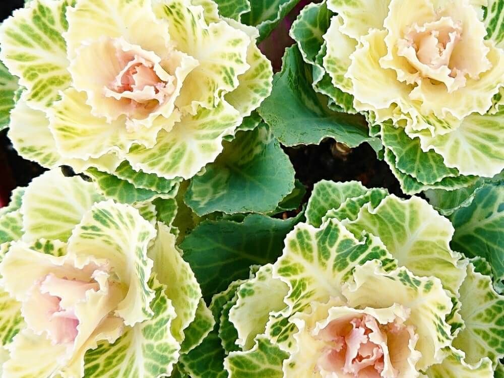 葉牡丹　ハボタン　縁起のいい植物