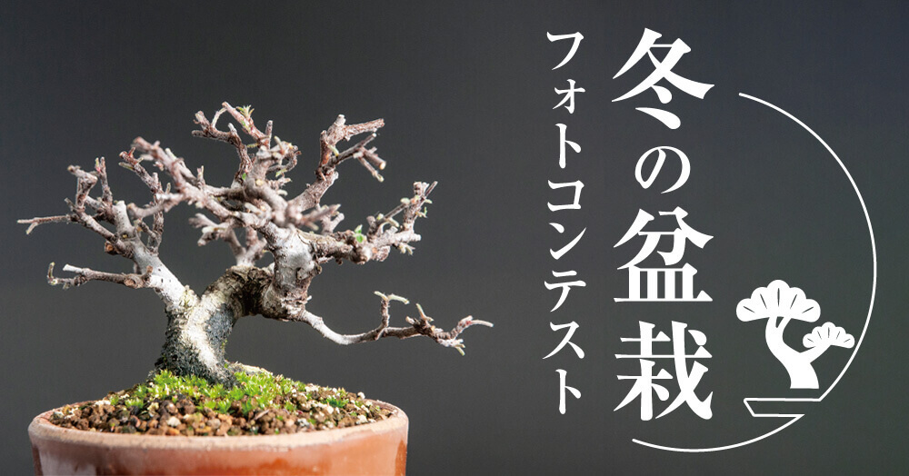 冬の盆栽フォトコン