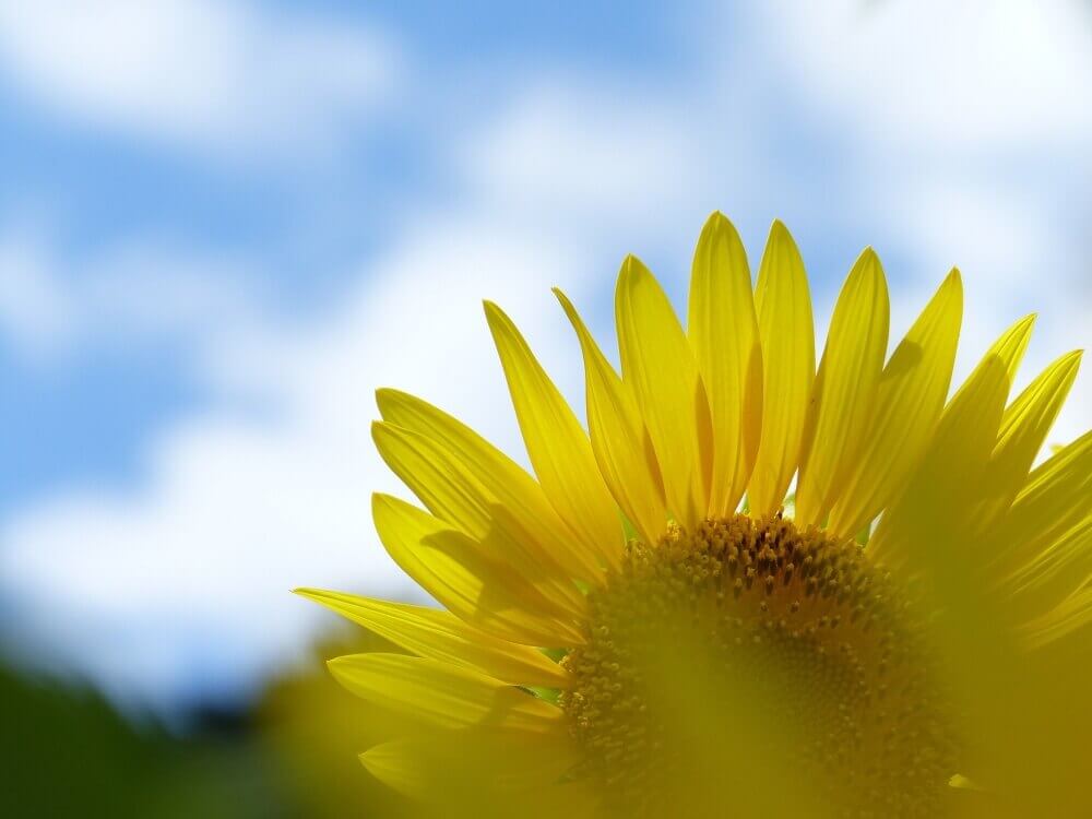 夏の花の写真一覧 開花時期別に 夏に咲く花の名前を見てみよう Greensnap グリーンスナップ