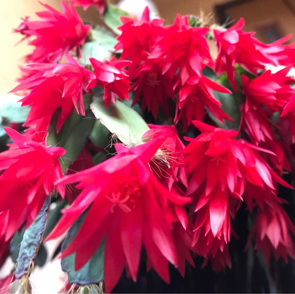 イースターカクタス by トッティー