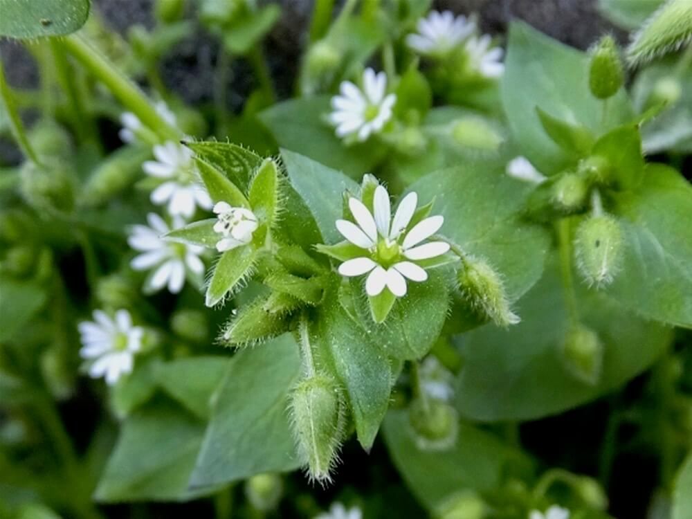 繁縷　ハコベラ　春の七草
