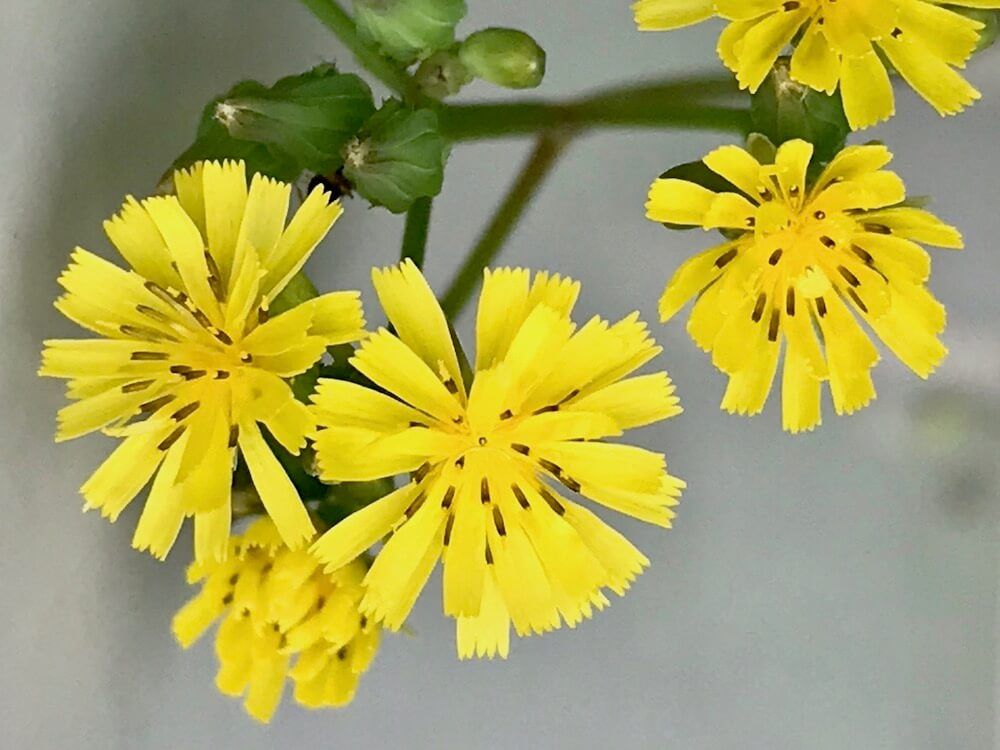 ホトケノザ　春の七草