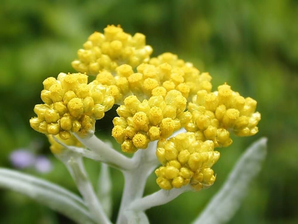 ハハコグサ　ゴギョウ　春の七草