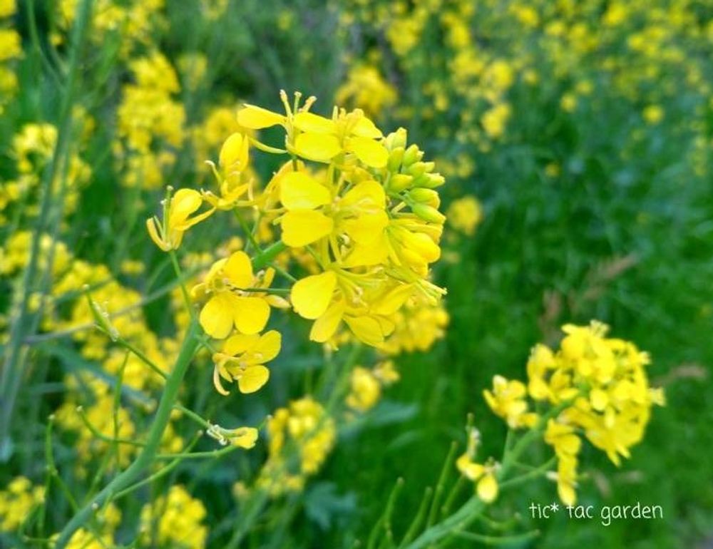 菜の花　photo by 　tic_tac_garden