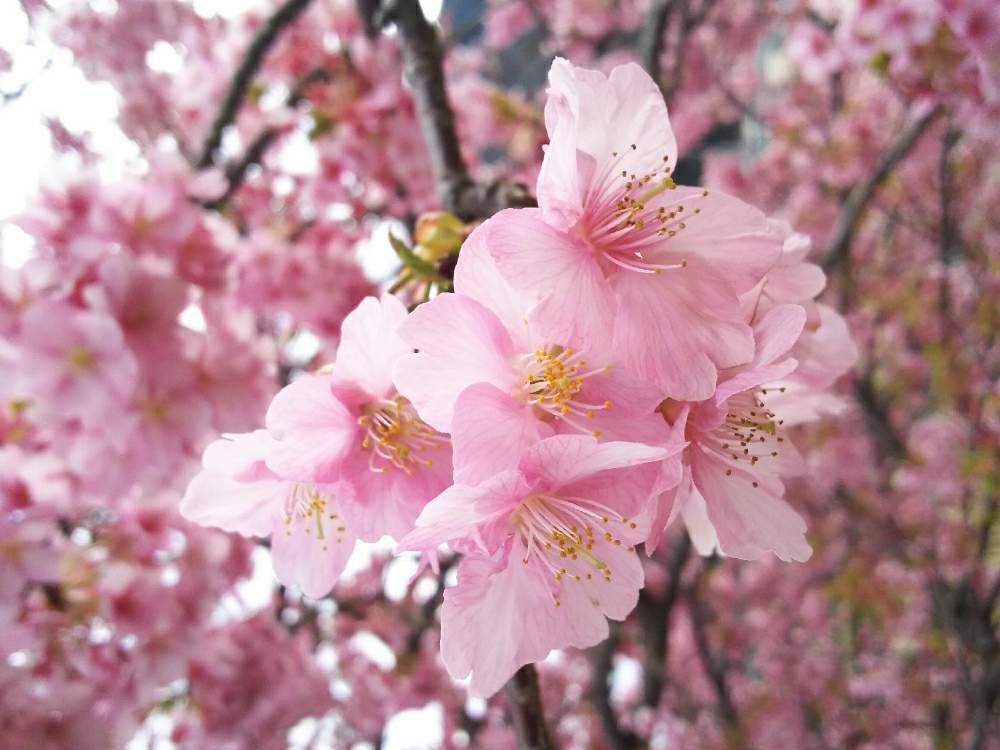 サクラ　photo by 　ハナサカ