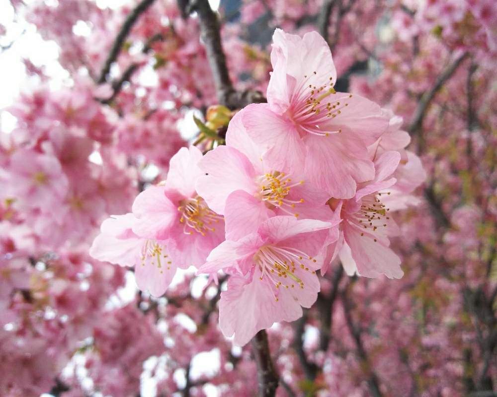 サクラ　photo by 　ハナサカ