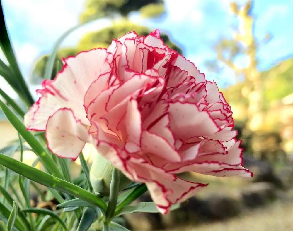 カーネーション　photo by　ミッチ