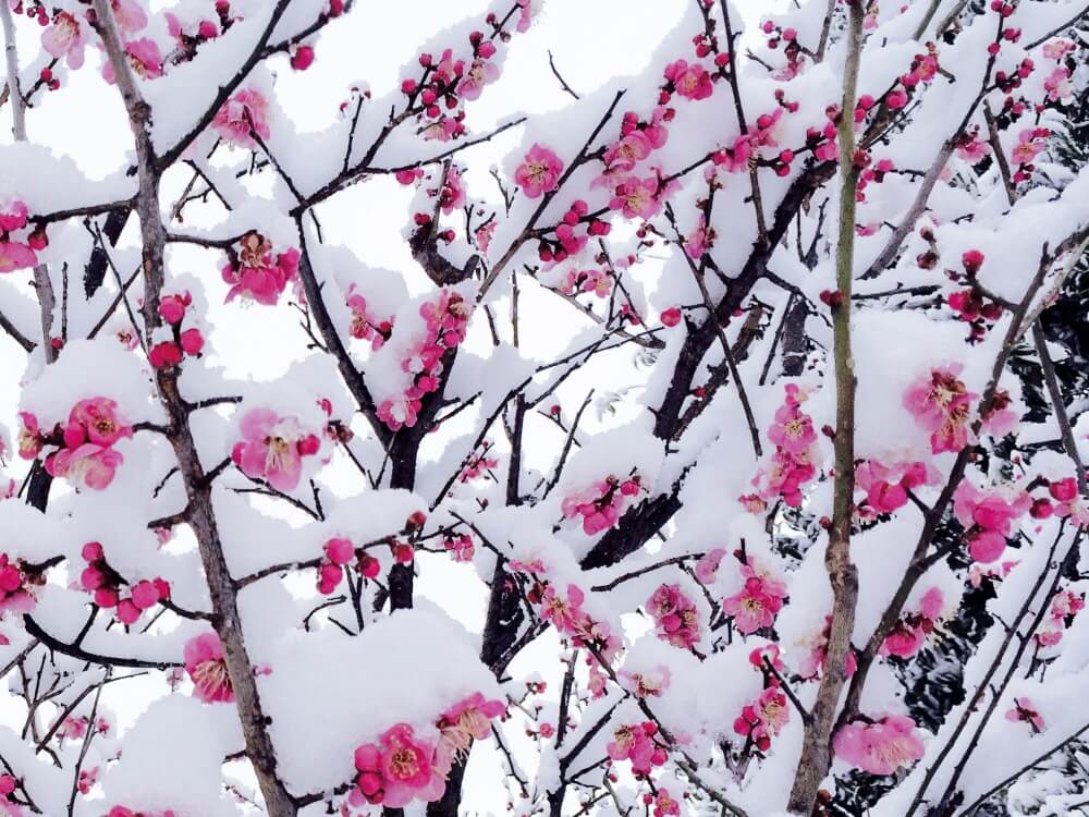 寒さ吹きとぶ美しさ 雪化粧 をした植物たちの風景をのぞいてみよう Greensnap グリーンスナップ