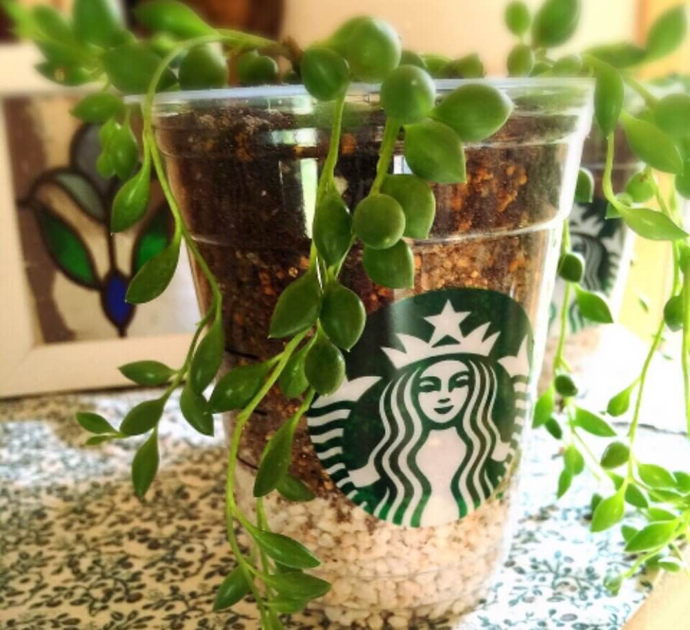 スタバカップ　観葉植物