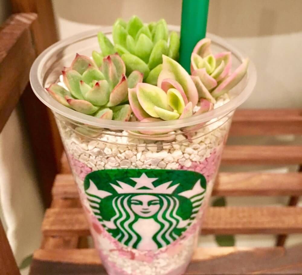 スタバカップ　多肉植物