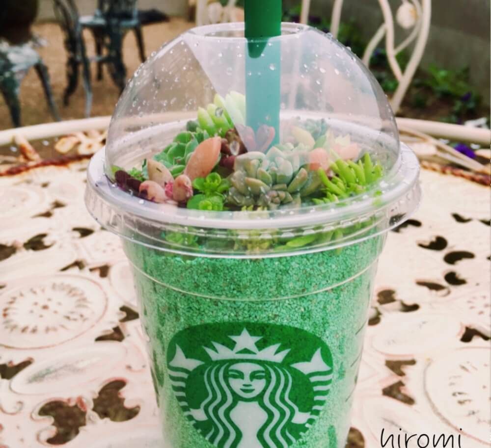 スタバカップ　多肉植物