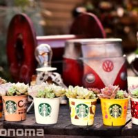 簡単アレンジ！スタバカップでおしゃれな寄せ植えが手軽にできる？の画像