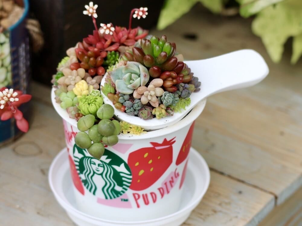 スタバカップ　多肉植物