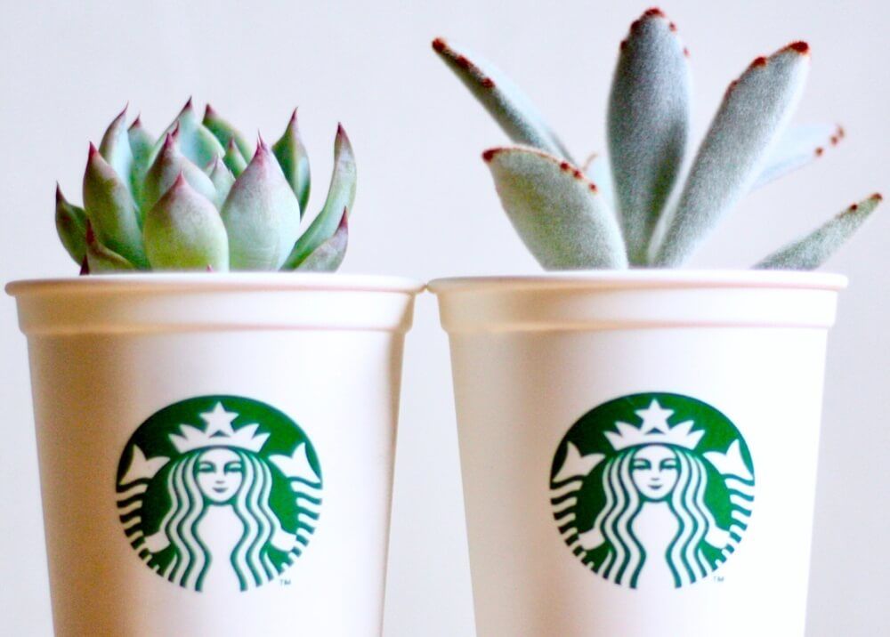 スタバカップ　多肉植物
