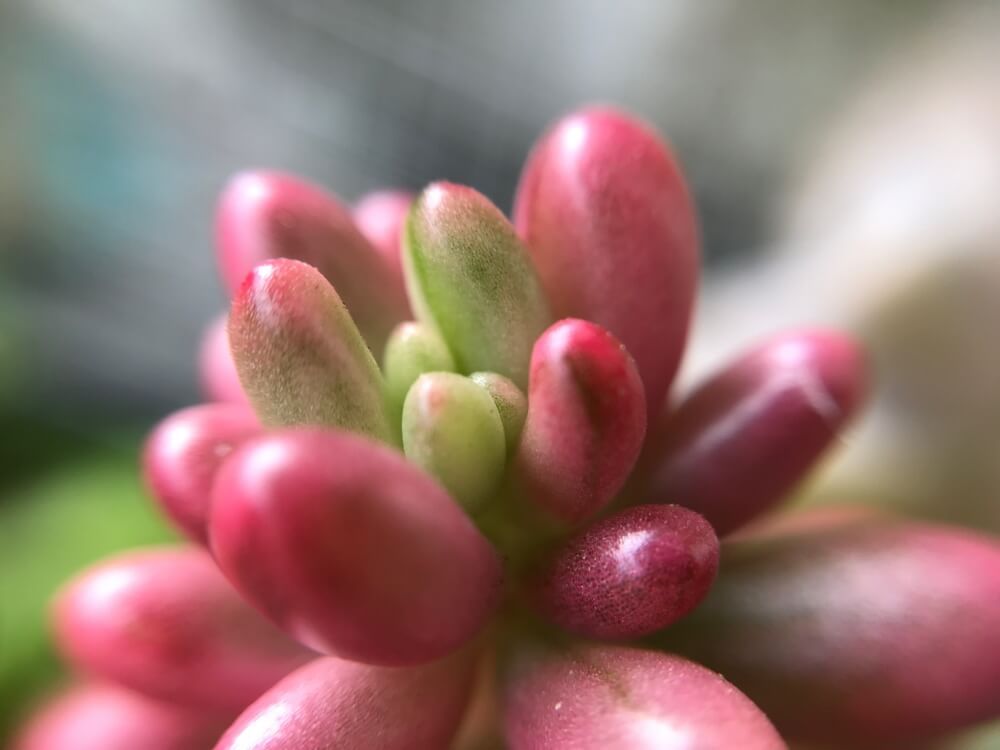 秋の紅葉　多肉植物