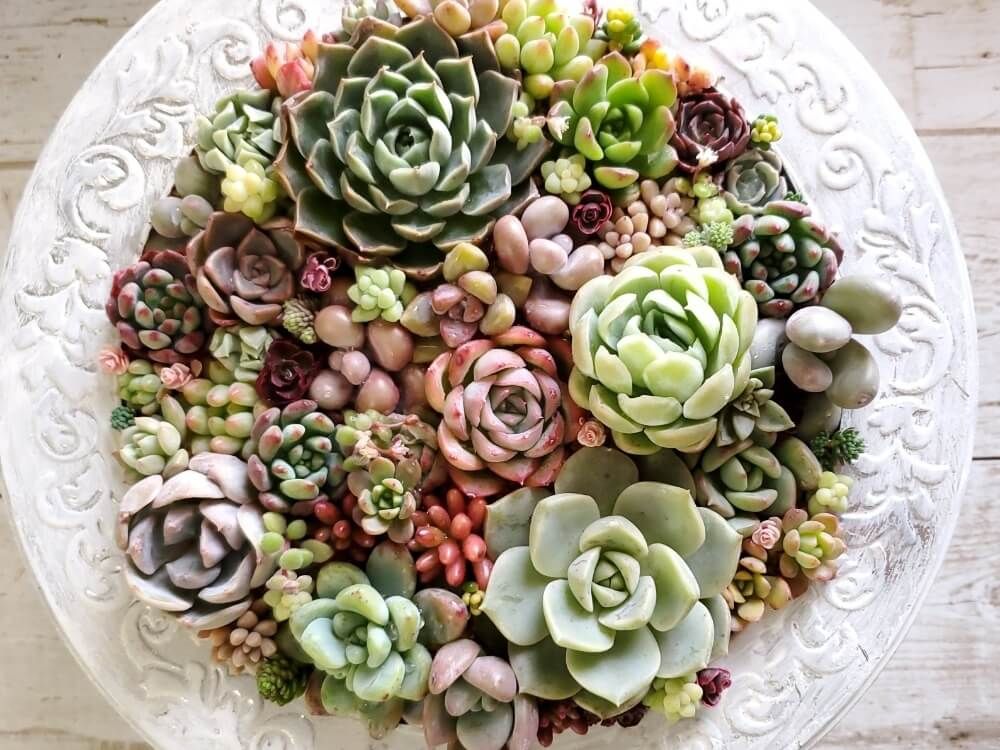 秋の紅葉　多肉植物