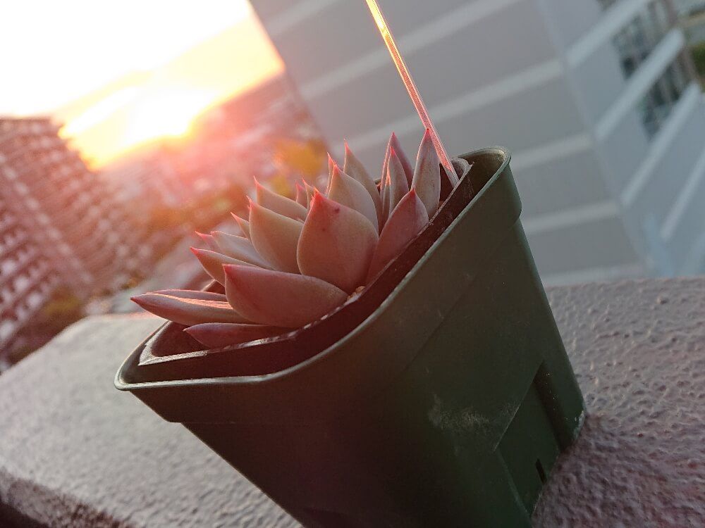 秋の紅葉　多肉植物