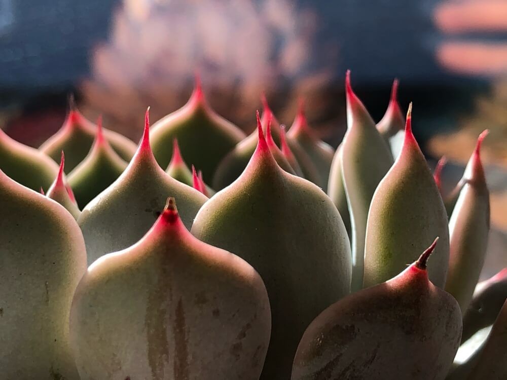 秋の紅葉　多肉植物