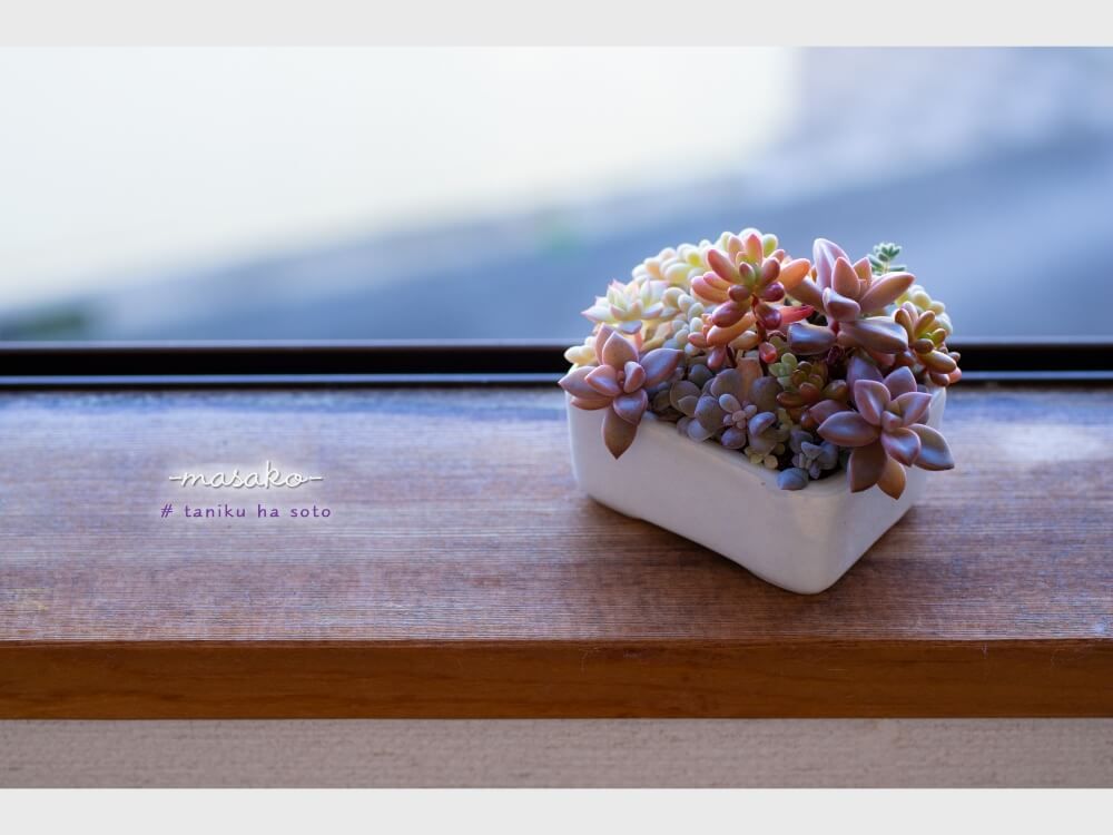 秋の紅葉　多肉植物