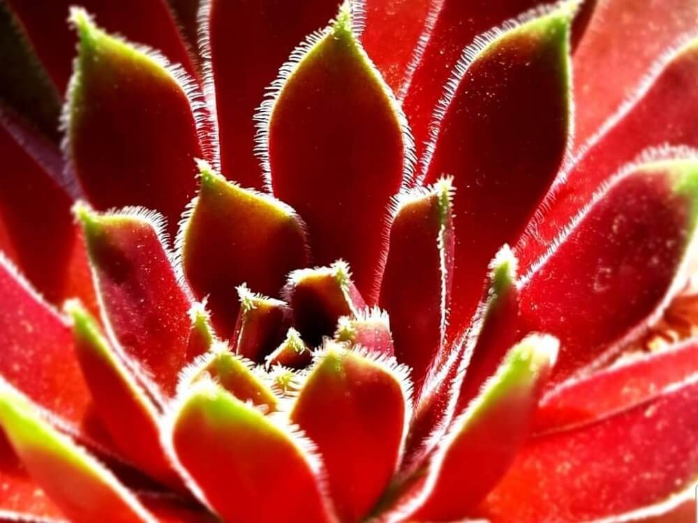 秋の紅葉　多肉植物