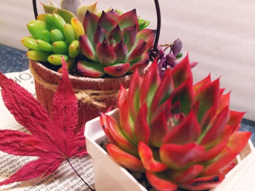 秋の紅葉　多肉植物