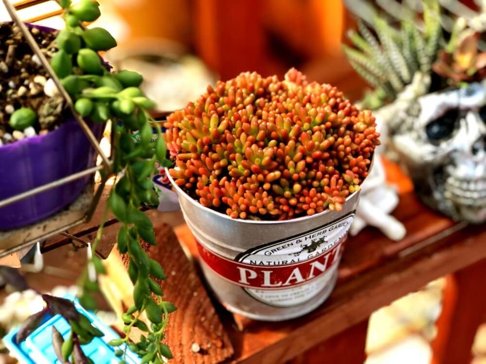 秋の紅葉　多肉植物