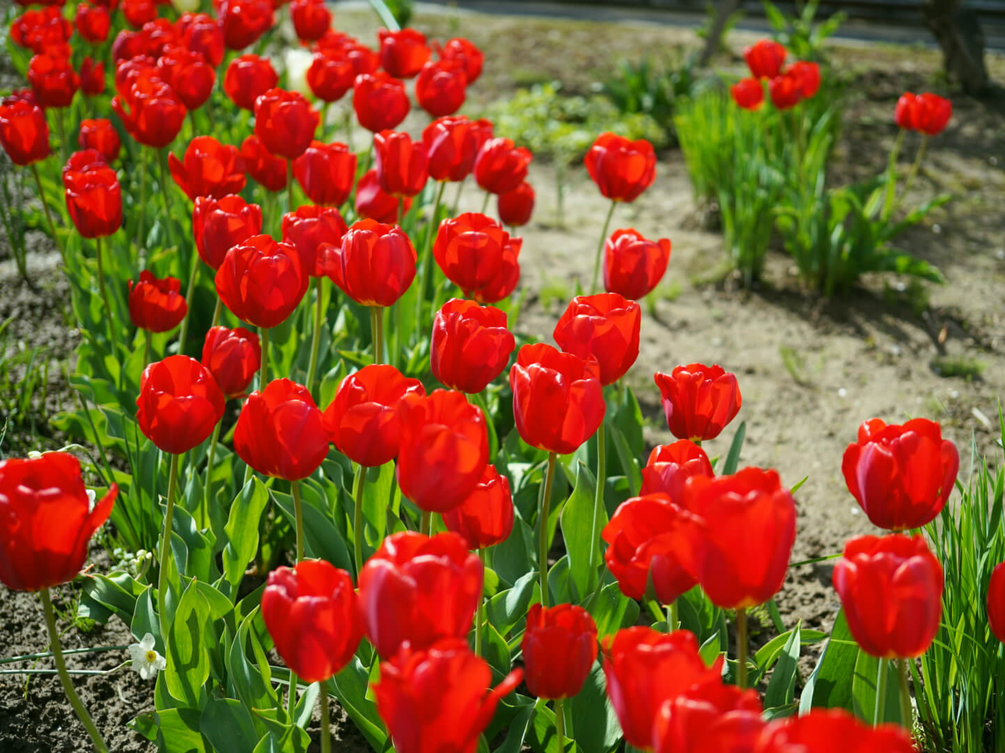 赤い花図鑑 人気の品種を 季節ごとに分けて紹介します Greensnap グリーンスナップ