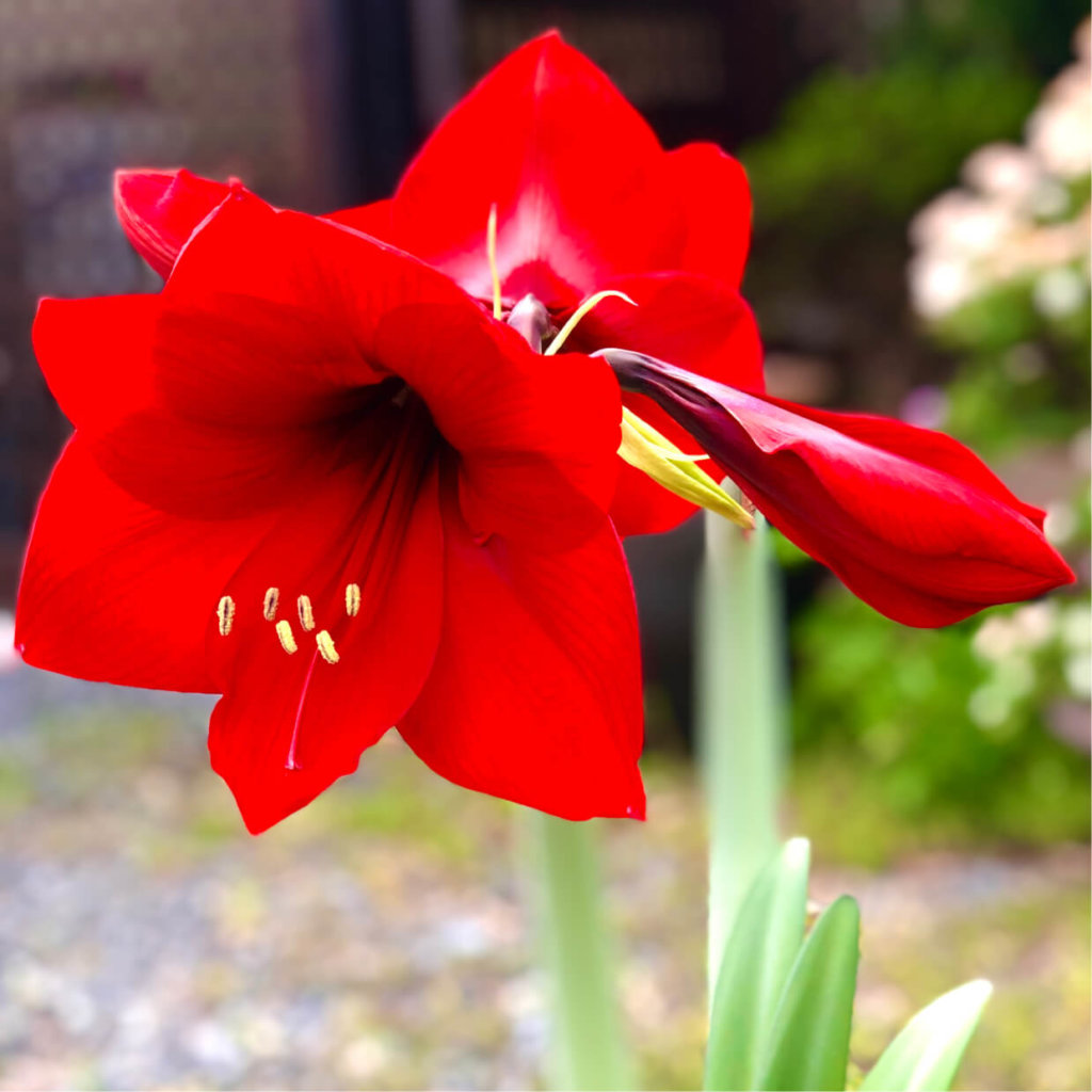 【結城紬】赤の大きな花