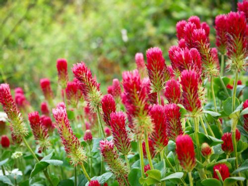 赤い花図鑑 人気の品種を 季節ごとに分けて紹介します Greensnap グリーンスナップ