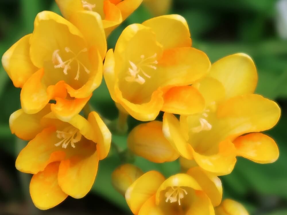 フリージア　春の花