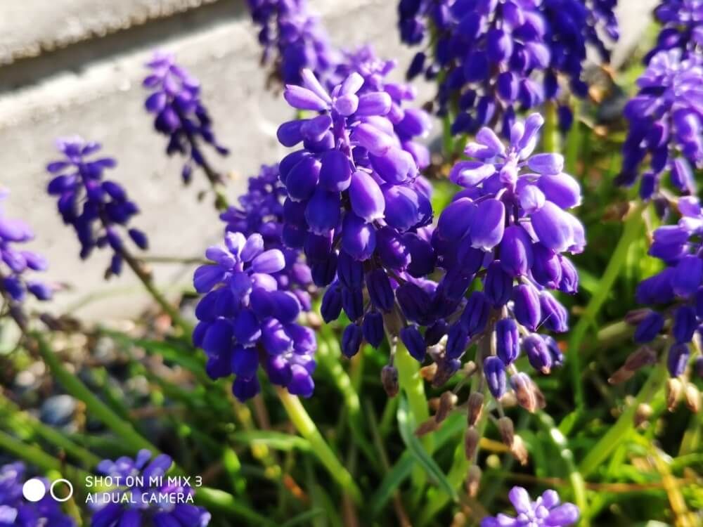 ムスカリ　春の花