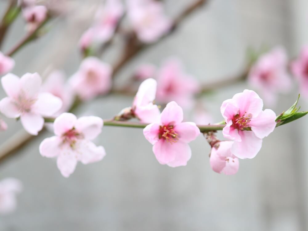 桃の花　モモの花　春の花
