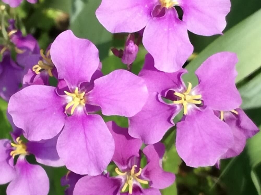 ムラサキハナナ　春の花