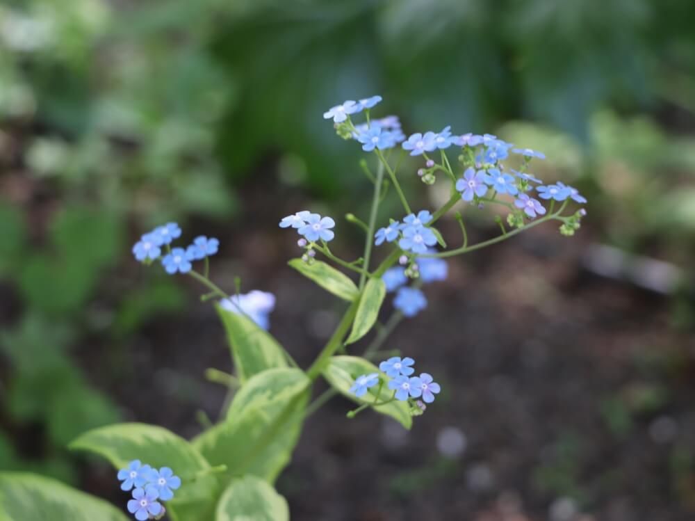 勿忘草　ワスレナグサ　春の花