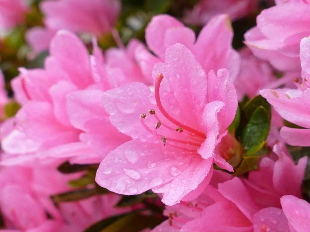 アザレア　春の花