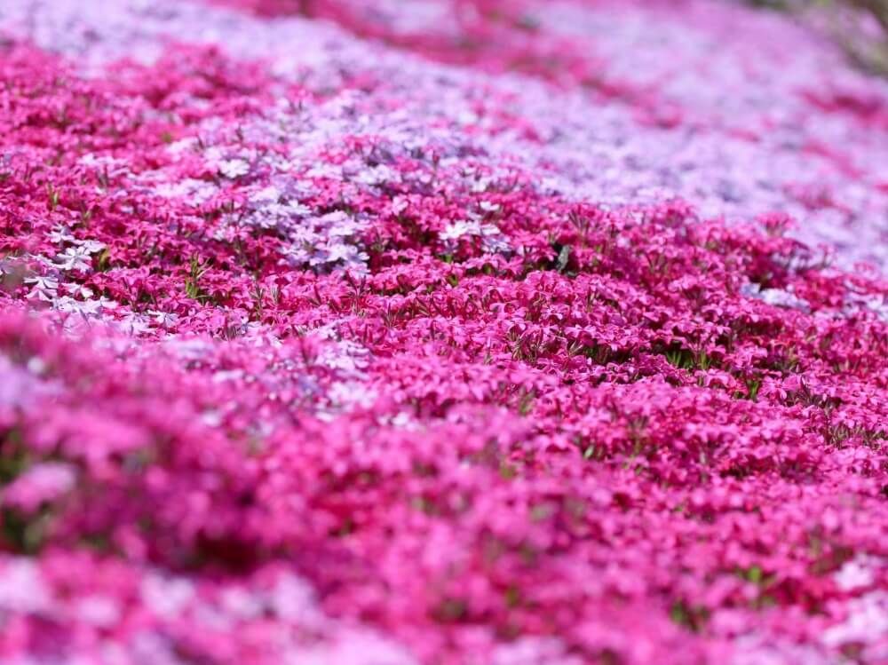 芝桜　シバザクラ　春の花
