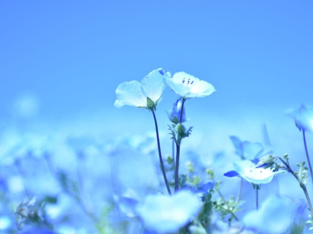 ネモフィラ　春の花