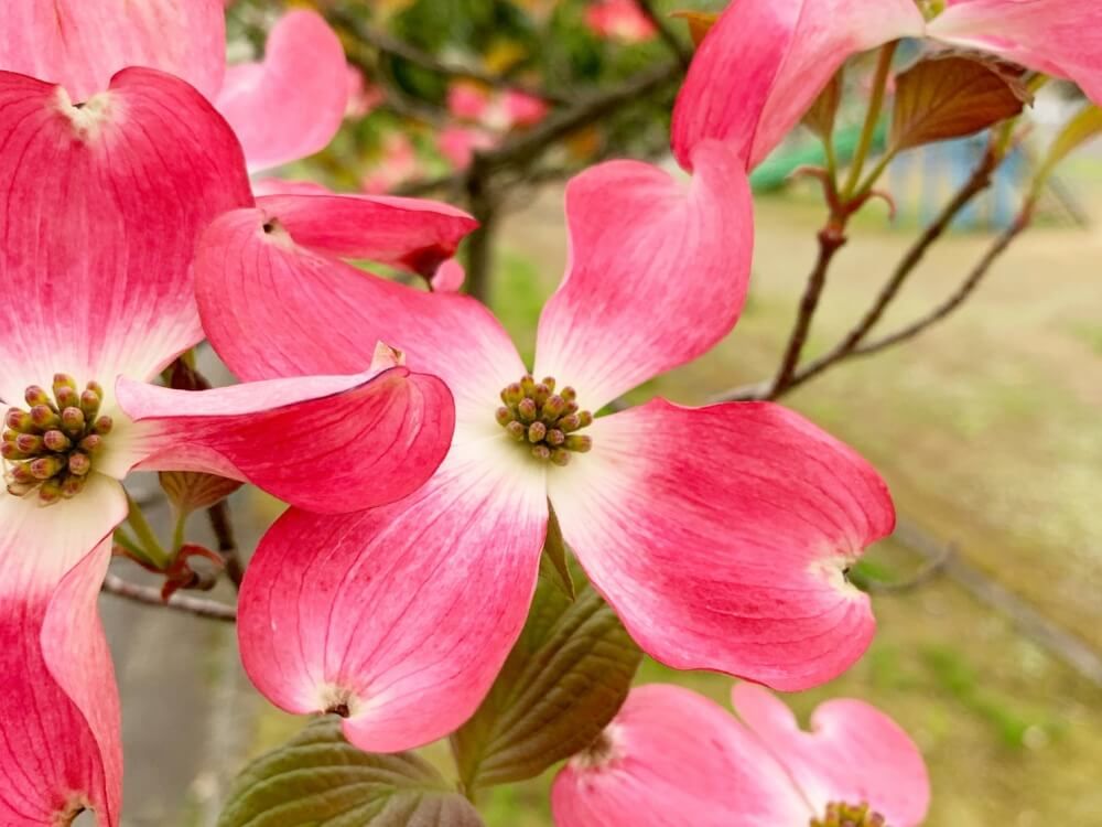 ハナミズキ　春の花