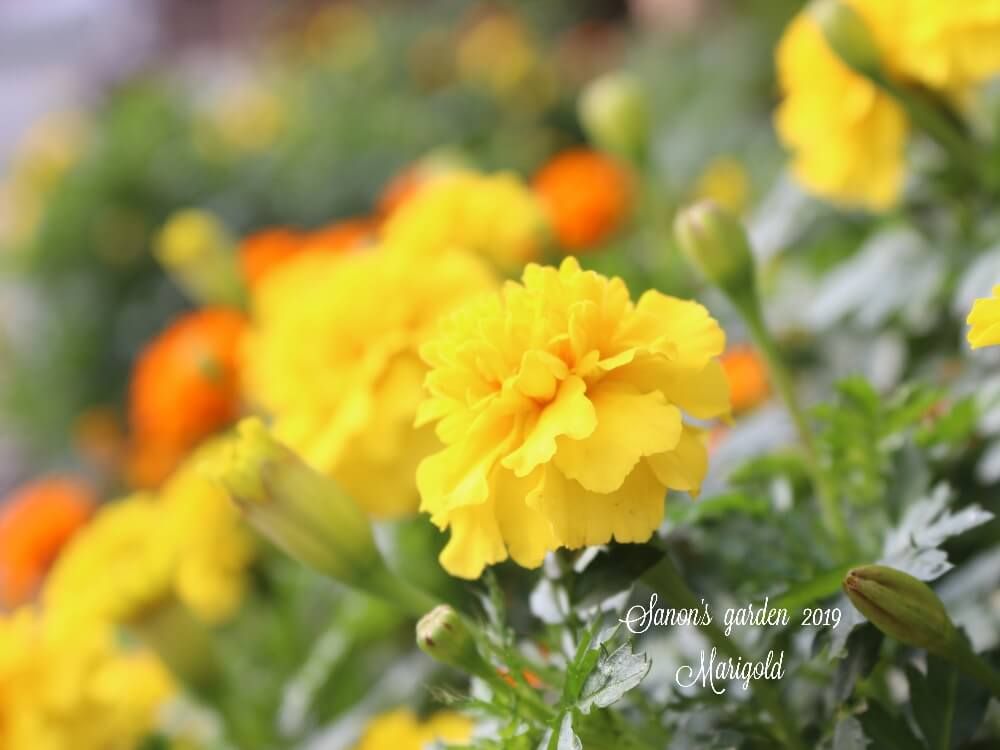 マリーゴールド　春の花