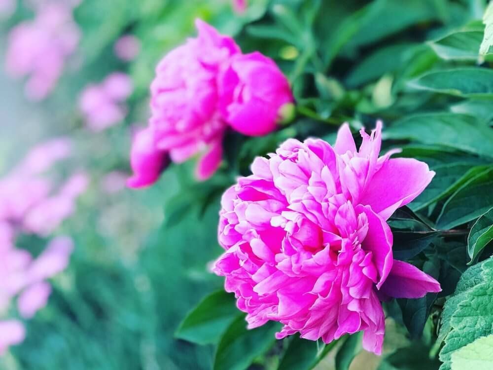 芍薬　シャクヤク　春の花