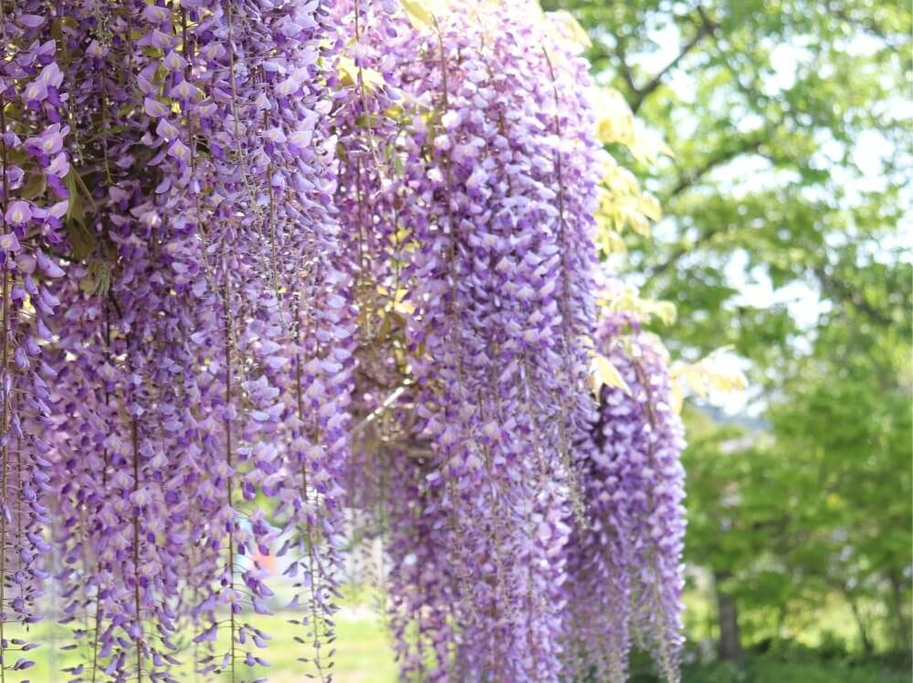 フジ　藤　春の花