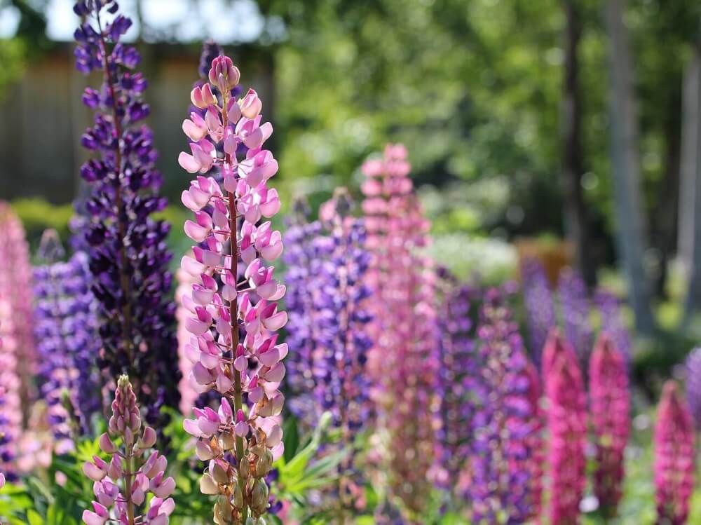 ルピナス　春の花