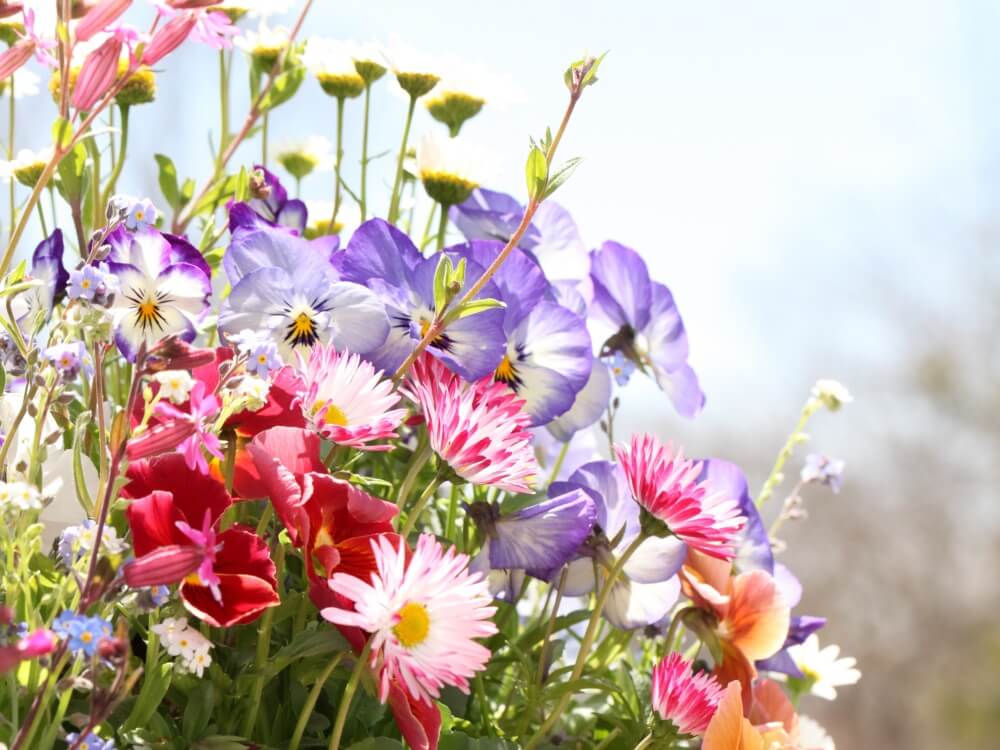 春の花図鑑 3月 4月 5月の開花時期別に花の名前をみてみよう