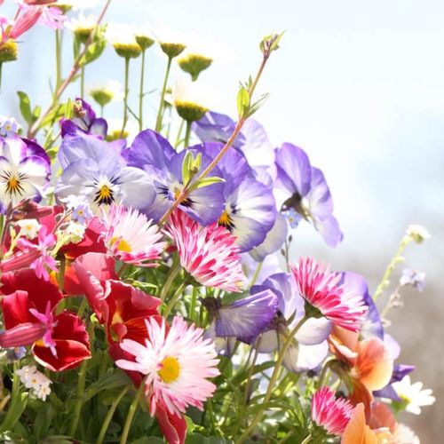 最新 人気の春の花30選 3月 4月 5月の開花時期別に花の名前をみてみよう Greensnap グリーンスナップ