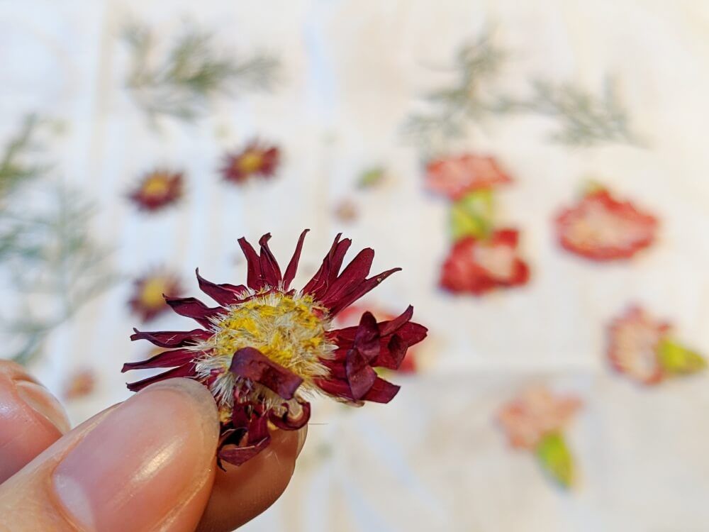 押し花の作り方 年賀状
