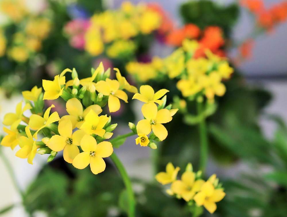 黄色い花図鑑 人気の品種を 春 夏 秋 冬の季節別にご紹介します Greensnap グリーンスナップ