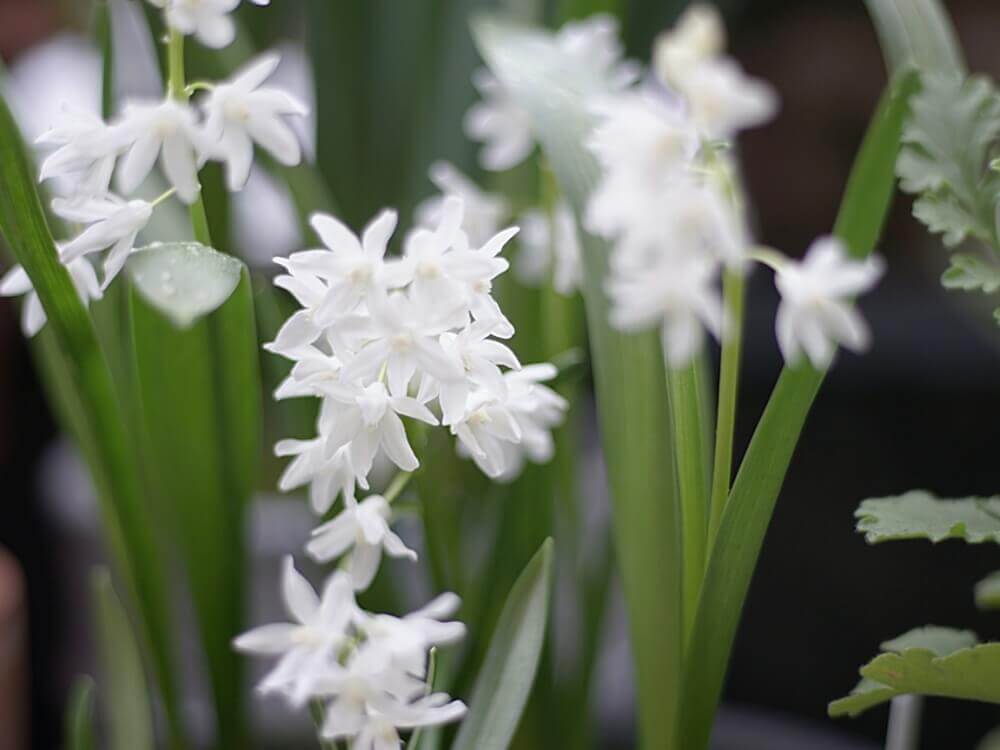 小さい 花 白い 【白い花図鑑】人気の種類・品種を、季節ごとに分けてご紹介します｜🍀GreenSnap（グリーンスナップ）