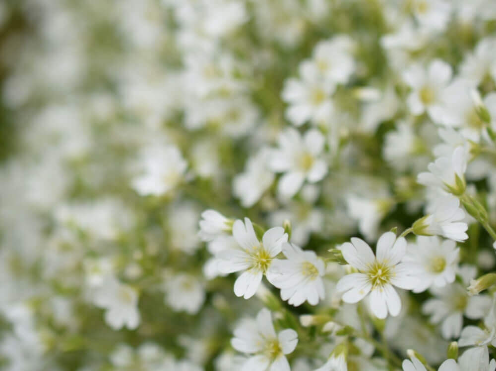 白い 小さい 花
