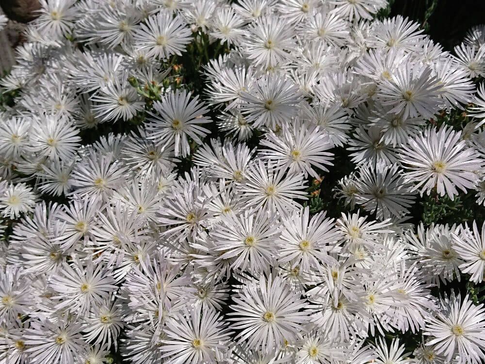 クジャクアスター